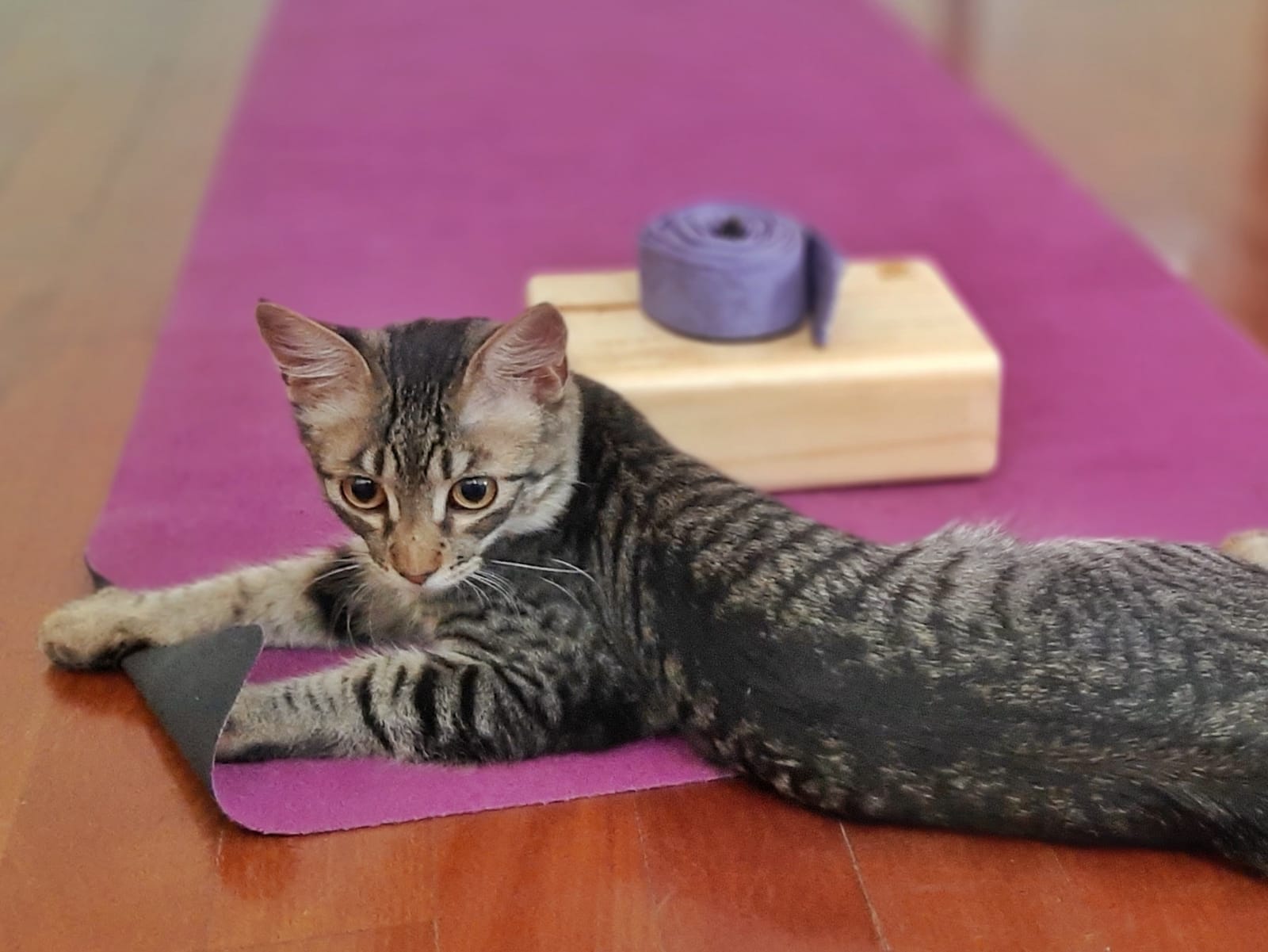 Deja que tu mascota te enseñe yoga￼